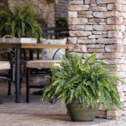 Boston Fern in 1.5-Gallon Hanging Basket